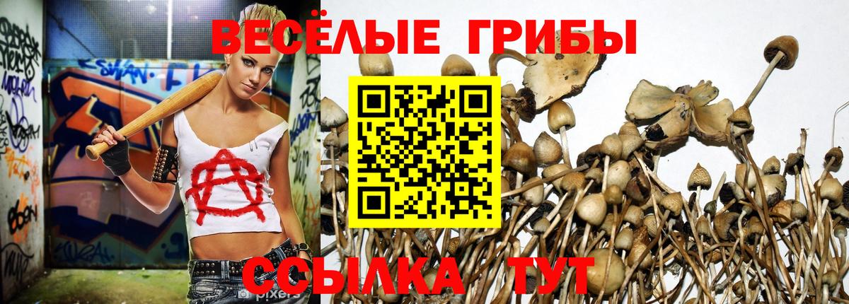 Камышин  Псилоцибиновые грибы Psilocybe  Вход с VPN  Галлюциногенные грибы Magic Shrooms 